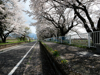 Obraz premium 早春のつくばりんりんロード。春風に誘われ快調にペダルを漕いだ。筑波山を巻くように自転車専用道路が走っている。ここは昔の鉄道路線址だ。旧駅舎址にはホームと桜の巨木がそのまま残されている。格好の休憩地点だ。仰いでみれば淡いピンクの桜の花びらが満開だ。筑波山麓を走る小さな旅。どこまでも平坦な関東平野が続いている。心地よい春の風が顔を撫で、後ろに去っていく。今が一番平和な時、幸せな瞬間。