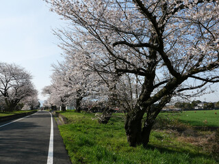 早春のつくばりんりんロード。春風に誘われ快調にペダルを漕いだ。筑波山を巻くように自転車専用道路が走っている。ここは昔の鉄道路線址だ。旧駅舎址にはホームと桜の巨木がそのまま残されている。格好の休憩地点だ。仰いでみれば淡いピンクの桜の花びらが満開だ。筑波山麓を走る小さな旅。どこまでも平坦な関東平野が続いている。心地よい春の風が顔を撫で、後ろに去っていく。今が一番平和な時、幸せな瞬間。