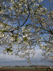 早春のつくばりんりんロード。春風に誘われ快調にペダルを漕いだ。筑波山を巻くように自転車専用道路が走っている。ここは昔の鉄道路線址だ。旧駅舎址にはホームと桜の巨木がそのまま残されている。格好の休憩地点だ。仰いでみれば淡いピンクの桜の花びらが満開だ。筑波山麓を走る小さな旅。どこまでも平坦な関東平野が続いている。心地よい春の風が顔を撫で、後ろに去っていく。今が一番平和な時、幸せな瞬間。