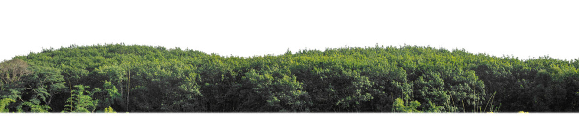 Fototapeta na wymiar Green trees isolated are forest on transparent background, high resolution.