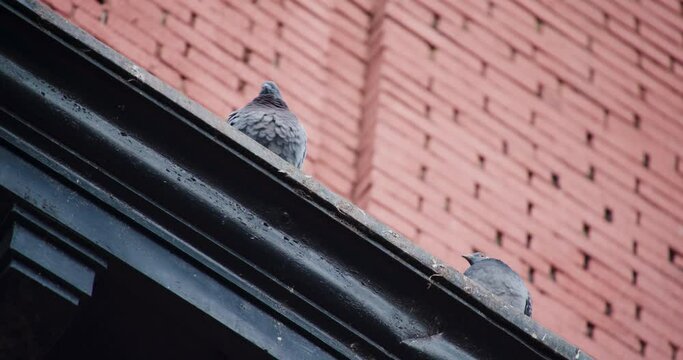Pigeon on New York City Rooftop Poops off of Ledge