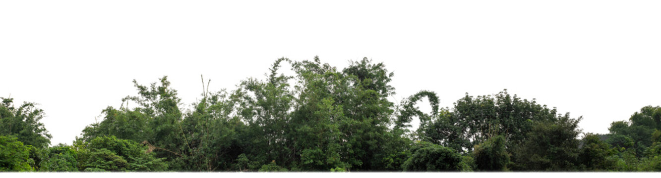 Green trees isolated are forest on transparent background, high resolution..