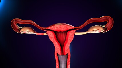 female reproductive, uterus system anatomy. 3d illustration 