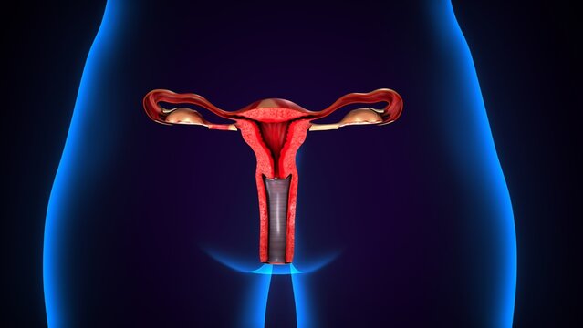 female reproductive, uterus system anatomy. 3d illustration 