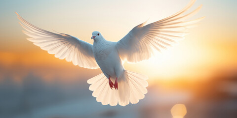 Fototapeta premium White dove flying in the air with bokeh background. Freedom concept.