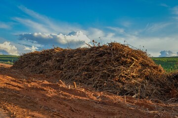 Forestry Biomass Energy Wood Harvesting