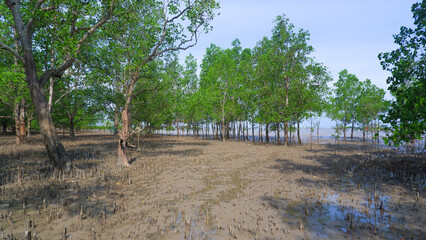 Natural View Of The Sonneratia Alba Forest Or Perepat Forest On The Tropical Coast Of Belo Laut Village, Indonesia