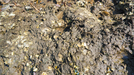 A Rock Covered With Barnacles (Cirripedia) Which Is A Type Of Crustacean In The Village Of Belo Laut, Indonesia