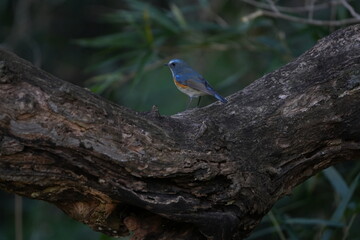 red flanked blue tail in a forest