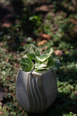 Spotted betel in a vase placed in the garden