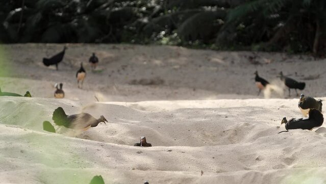 Maleo birds in sulawesi sand nesting ground, monitor lizard looking for eggs