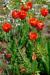 Berlin Germany - Gardens of the World - Red Tulip