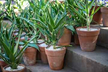 Aloe Vera plant in terracotta ceramic clay pots in outdoor flower shop, garden store. Small shop selling ornamental houseplants in open air. 