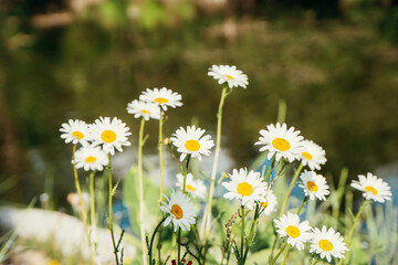 Daisies in a Field