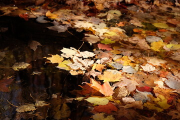 fallen autumn leaves