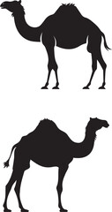 Camel silhouette Isolated On white background