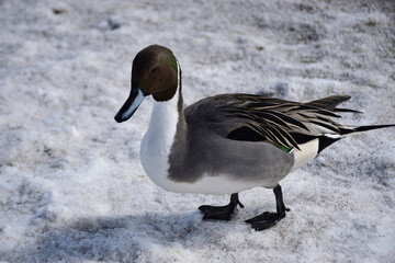雪の上を歩くカモ