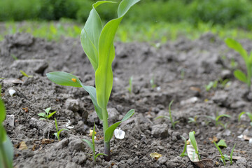 Young Plant Growing In Sunlight