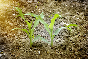 Young Plant Growing In Sunlight
