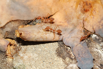 Close up Red ant on dry leaf .