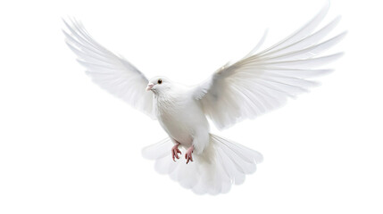 Obraz premium White pigeon isolated on transparent background, Generative ai.