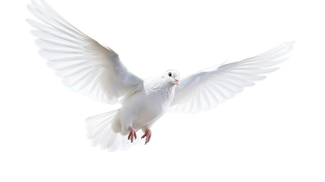White pigeon isolated on transparent background, Generative ai.