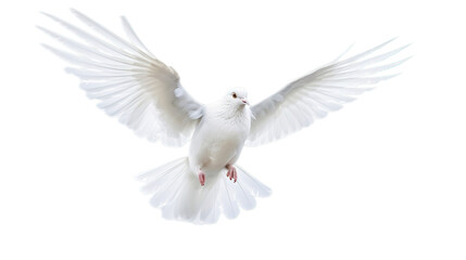 Fototapeta premium White pigeon isolated on transparent background, Generative ai.