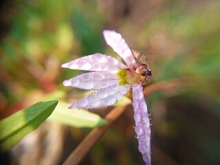 dragonfly on a flower