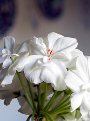 Obraz na płótnie Canvas bright white geranium flowers in a pot on the windowsill