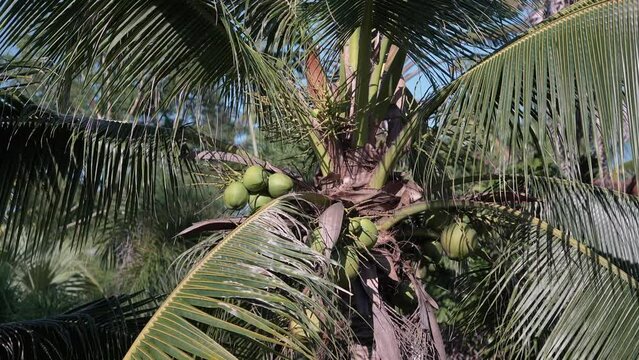 8 shots with coconut trees with sunlight and a bright sky.