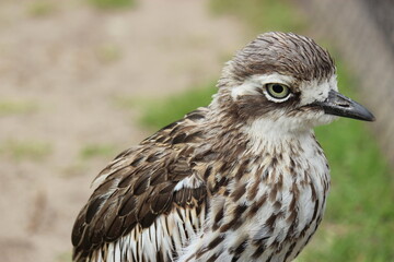 Close up bird