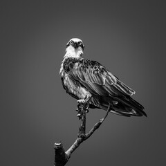 Osprey perched on top of a tree branch with a clean sky in black and white
