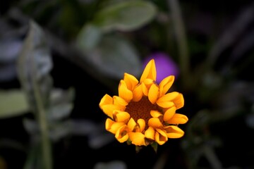 Close up of calendula flower in the garden on black background