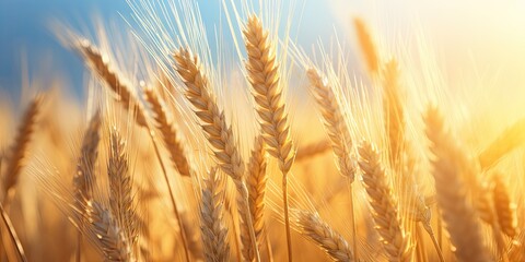Golden harvest. Picturesque scene vast wheat field stretches to horizon painting landscape with warm and golden hue. Agricultural beauty of nature is on full display of rural life during summer season