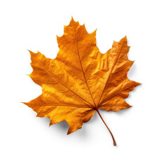 maple leaf isolated on isolate transparency background, PNG