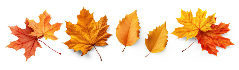 maple leaf collection isolated on isolate transparency background, PNG