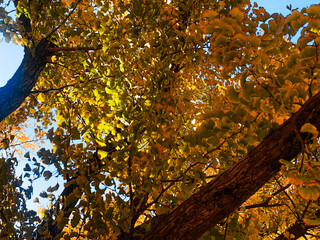 Korean Ginkgo in the fall season