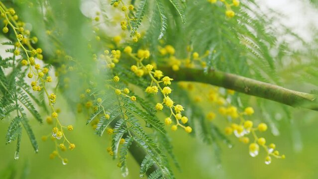 International Womens Day On March 8. Yellow Mimosa Flowers Or Acacia Dealbata Blooming.