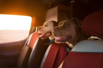 Dogs at the back of a car during sunset