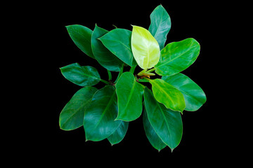 Top view yellow lime green leaves of philodendron “Moonlight” (Philodendron Lemon Lime)...