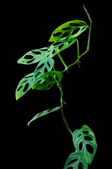 Green leaves vines Monstera Adansonii or Monstera Monkey holes leaf climbing the tropical rainforest houseplant isolated on black background, clipping path included