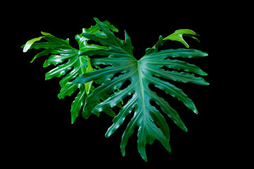Shiny green of split leaf philodendron philodendron selloum or monstera the popular tropical foliage rainforest isolated on black background with clipping path - obrazy, fototapety, plakaty