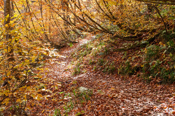 Fototapeta premium 紅葉の小道