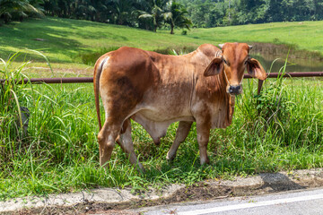Brown cow by the side of the road