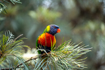 rainbow lorikeet parrot