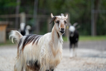 Obraz premium portrait of a goat