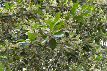View of the twig end of a Ceylon olive tree, with fresh leaves and flower buds