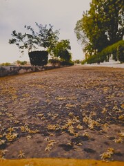 Autumn's Tapestry: Nature's Palette Unveiled on Rain-Adorned Roads