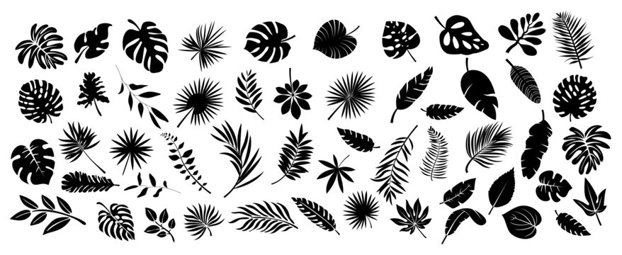 Set of black silhouettes of tropical leaves palms, trees. Vector