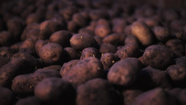 Potatoes in stock close-up. Vegetable store.